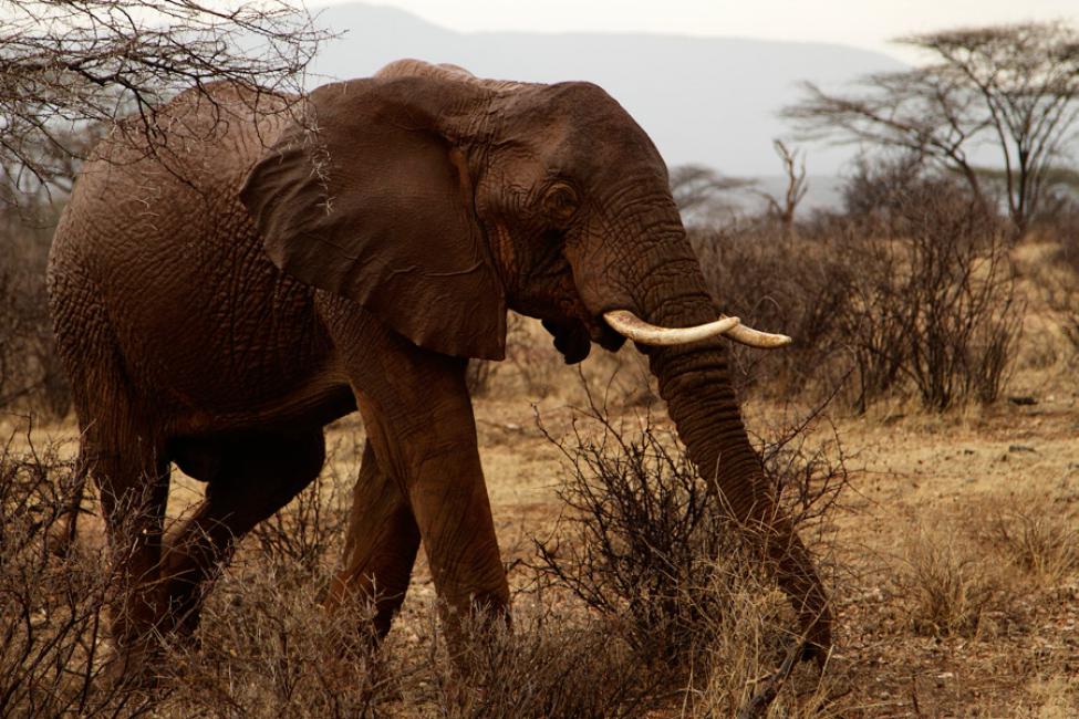 Elefante africano (Loxodonta africana)